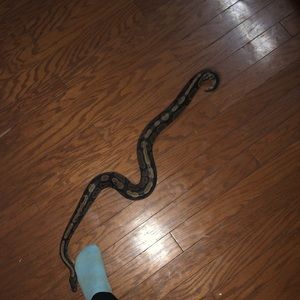 Meet your Posher, James